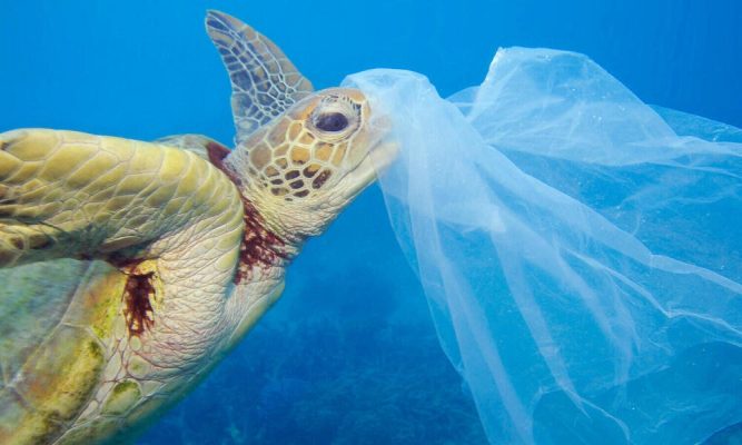 Las Tortugas Marinas, Una De Las Tantas Especies Afectadas Por Las Grandes Cantidades De Plástico En El Mar